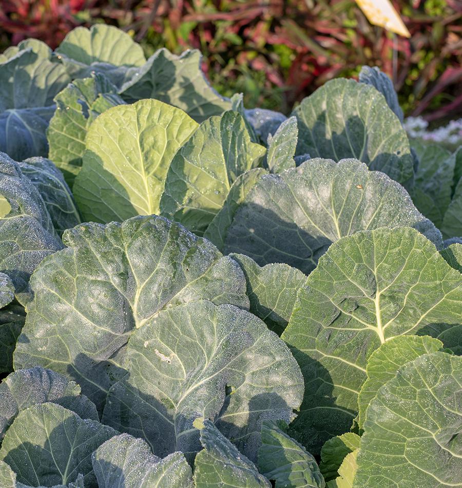Top Bunch Collards Seeds – West Coast Seeds
