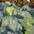 Top Bunch Collards Seeds