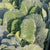 Top Bunch Collards Seeds