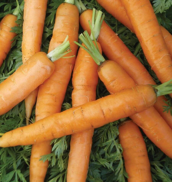 Little Fingers carrot seeds CR275