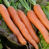 Napoli Organic