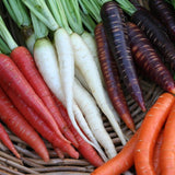 Rainbow Carrot Blend