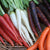 Rainbow Carrot Blend