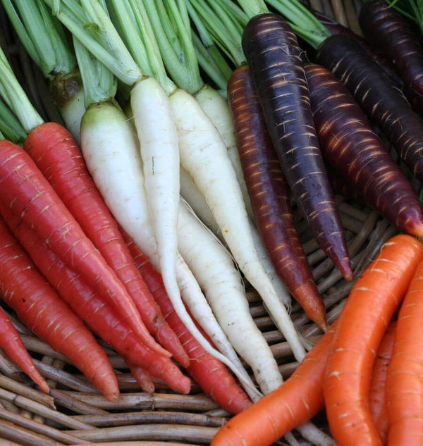 Blended carrot hot sale