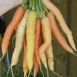 Rainbow Carrot Blend