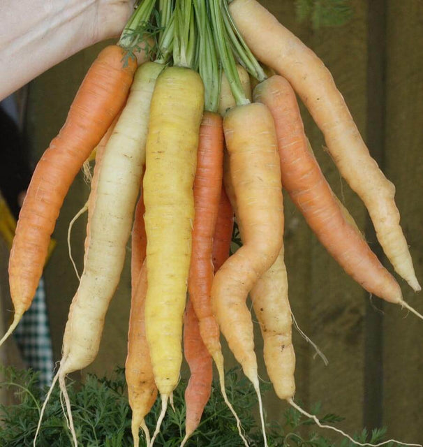 Rainbow Carrot Blend
