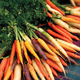 Rainbow Carrot Blend