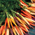 Rainbow Carrot Blend