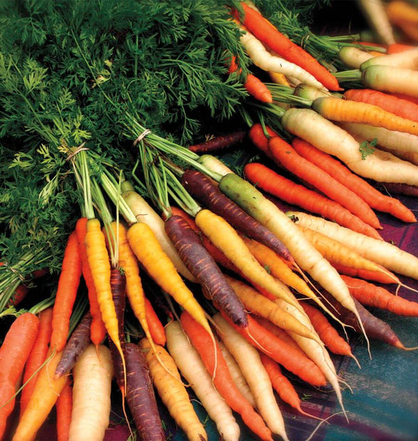 Rainbow Carrot Blend