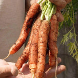 Scarlet Nantes Carrot Seeds CR296 1