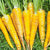 Yellowstone Organic