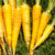 Yellowstone Organic
