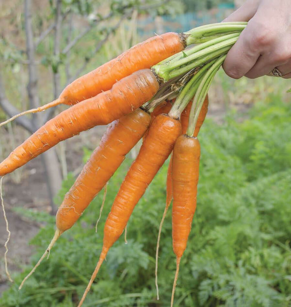 Volcano Carrot Seeds