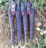 Deep Purple Carrot Seeds
