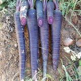 Deep Purple Carrot Seeds
