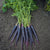 Deep Purple Carrot Seeds