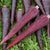 Deep Purple Carrot Seeds