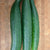 Tasty Green