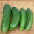 Mercury Cucumber Seeds
