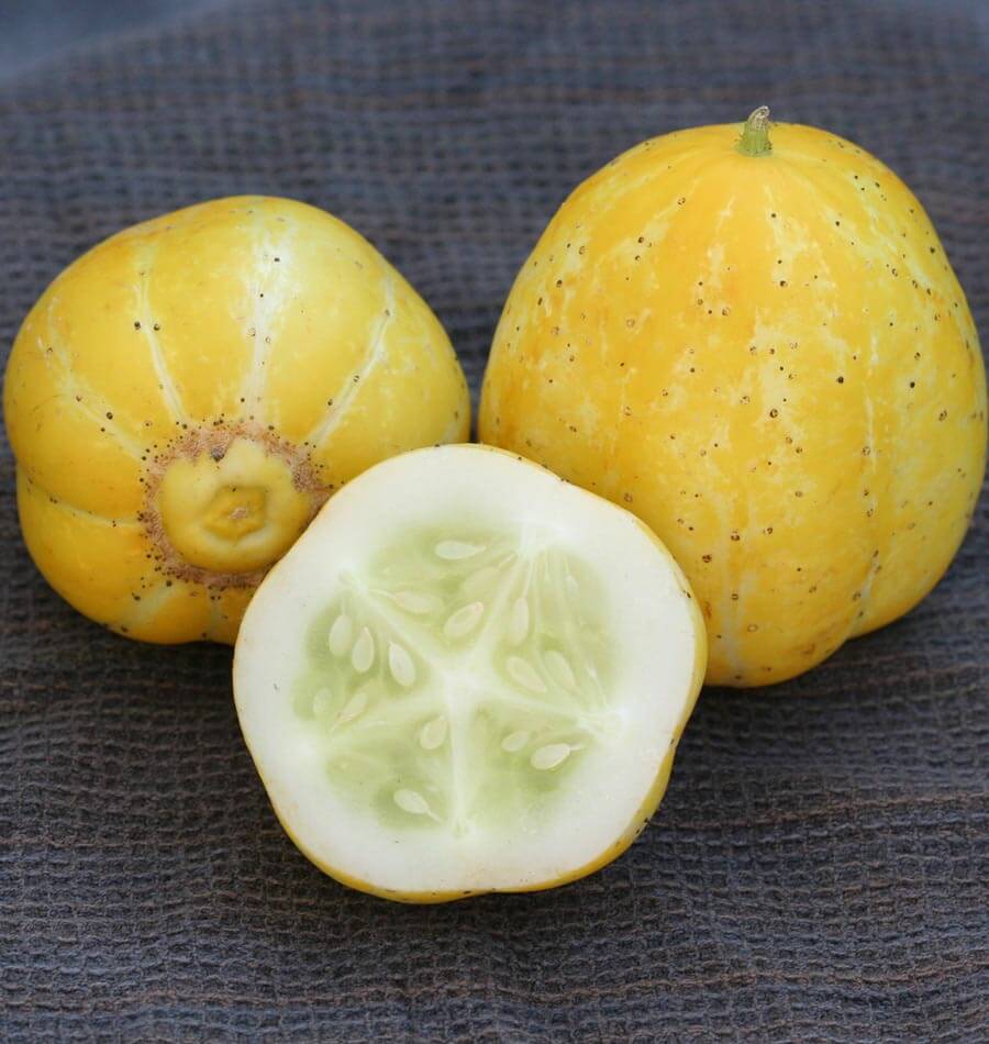planting lemon cucumber seeds Lemon Cucumber