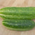 Wisconsin SMR-58 pickling cucumber seeds CU405 1