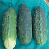 Homemade Pickles