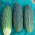 Homemade Pickles