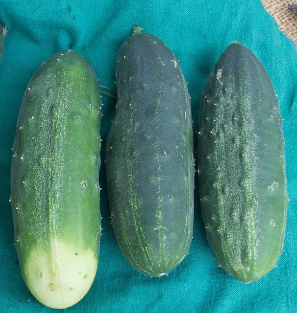 Homemade Pickles