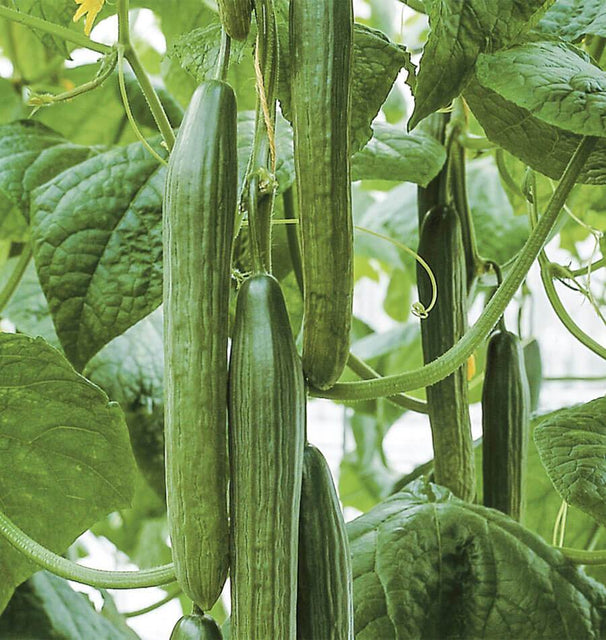 Tyria Organic Cucumber Seeds