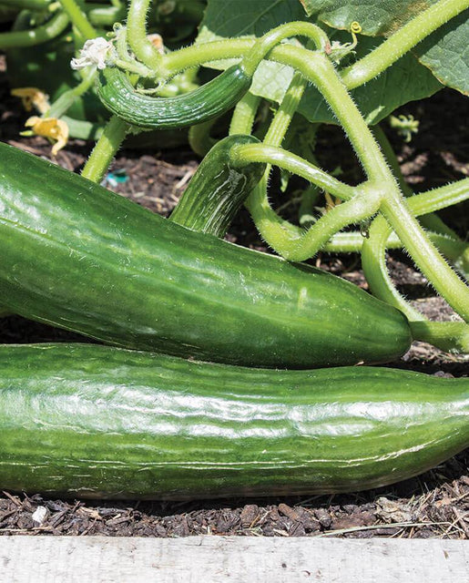 Ishtar Organic Cucumber Seeds