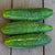 Early Fortune Organic