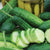 Early Fortune Organic Cucumber Seeds