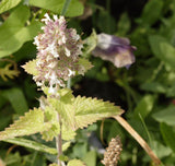 Flowering Catnip Seeds HR1049-F