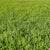 Chafer Beetle Resistant Lawn Blend