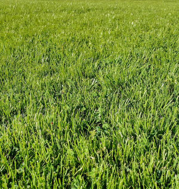 Chafer Beetle Resistant Lawn Blend