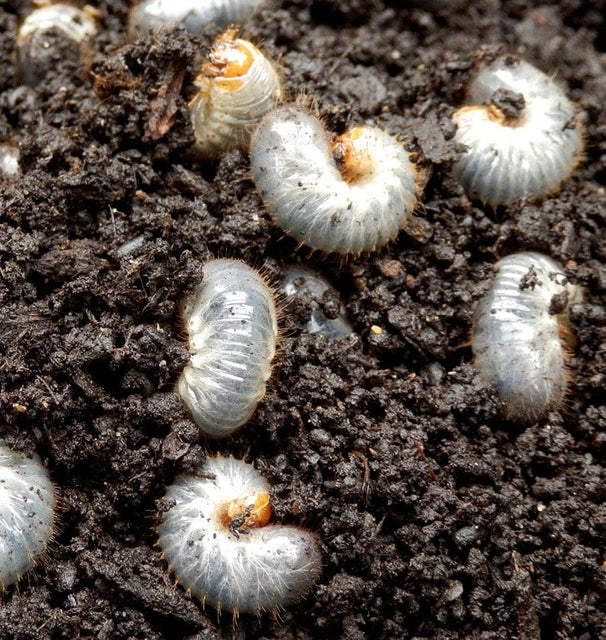 European Chafer Beetles