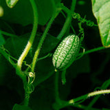 Cucamelon Seeds and Plants