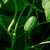 Cucamelon Seeds and Plants