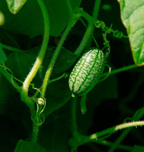 Cucamelon Seeds and Plants