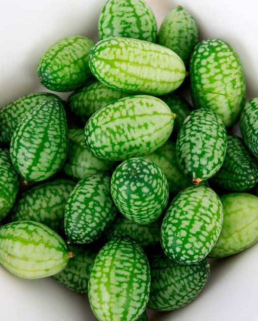 Cucamelon Seeds for Organic Growing