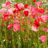 Deer Resistant Wildflower Blend