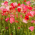 Deer Resistant Wildflower Blend