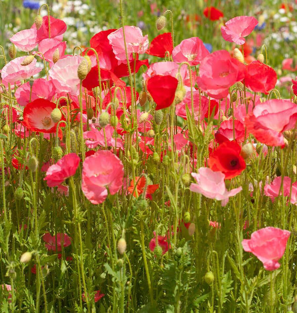 Deer Resistant Wildflower Blend