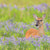 Deer X Protective Netting ZHG507-1