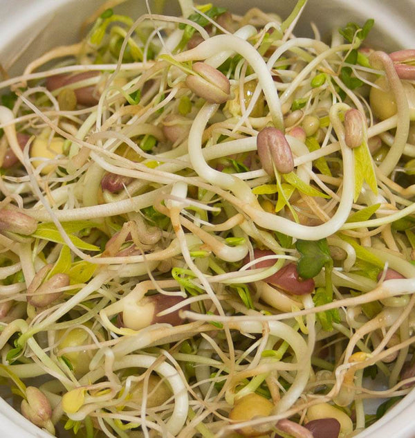 Deluxe Sprouting Seeds Organic