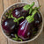 Black Beauty Eggplant Seeds
