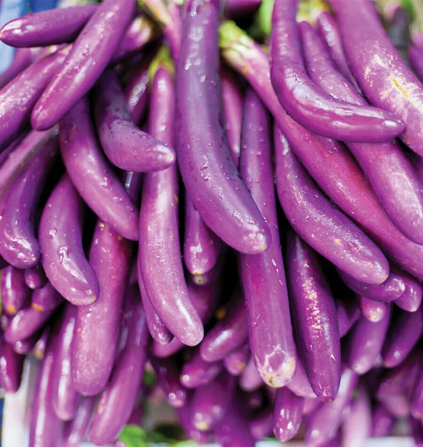 Ping Tung Long Eggplant Seeds