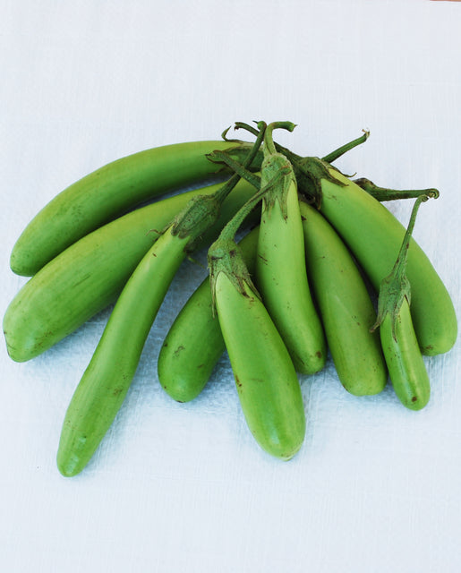 Thai Green Eggplant Certified Organic West Coast Seeds
