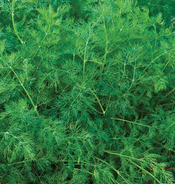 Ella Organic Dill Seeds HR1024-1