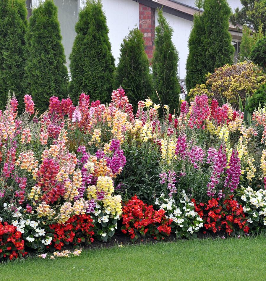 Colorful snapdragons growing in a garden border